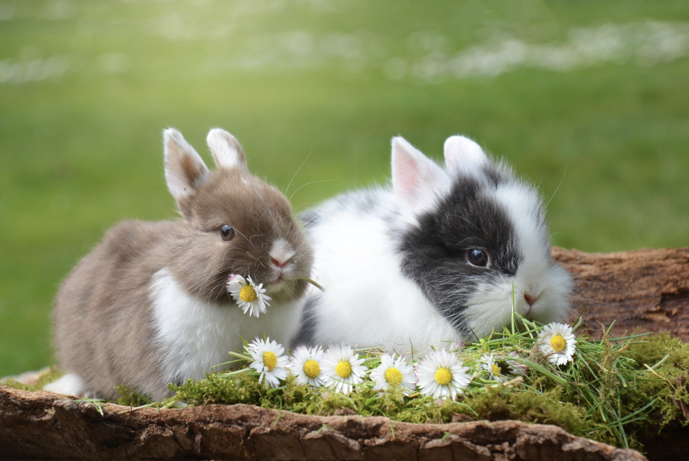 poids des lapins
