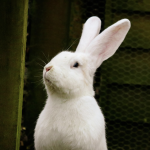 lapin vermifuge