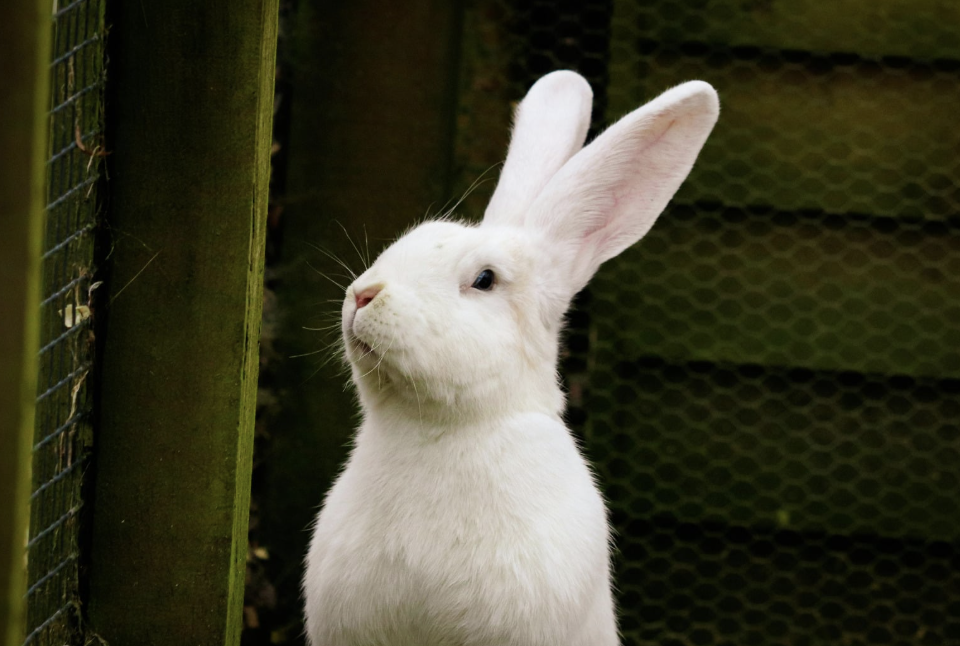 lapin vermifuge