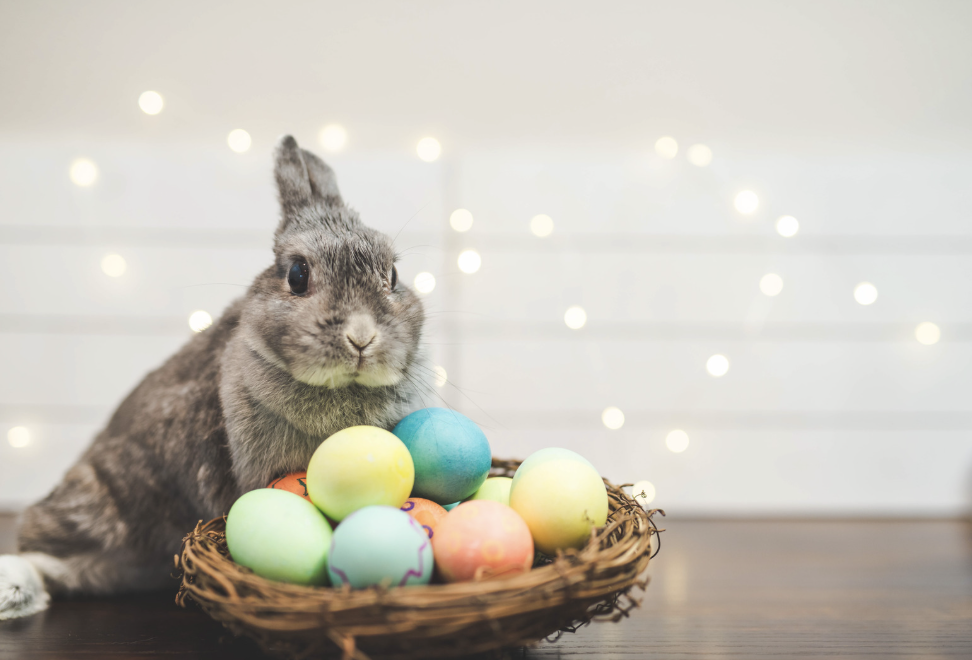 garde lapin vacances