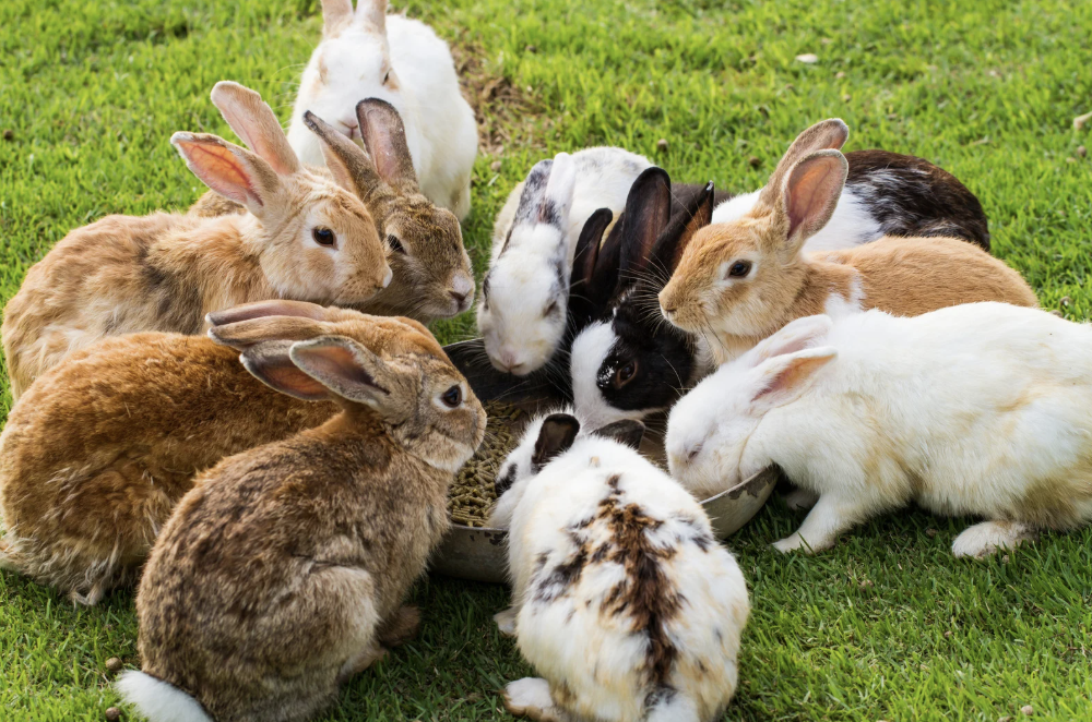 vermifuge naturel lapin