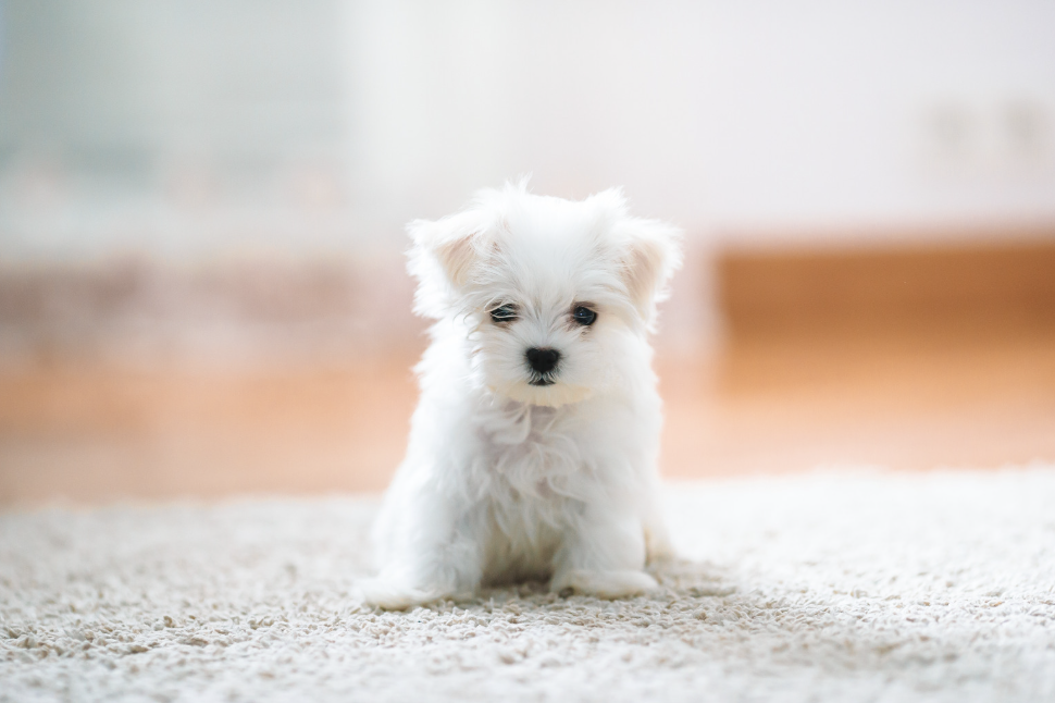 chiens le moins cher
