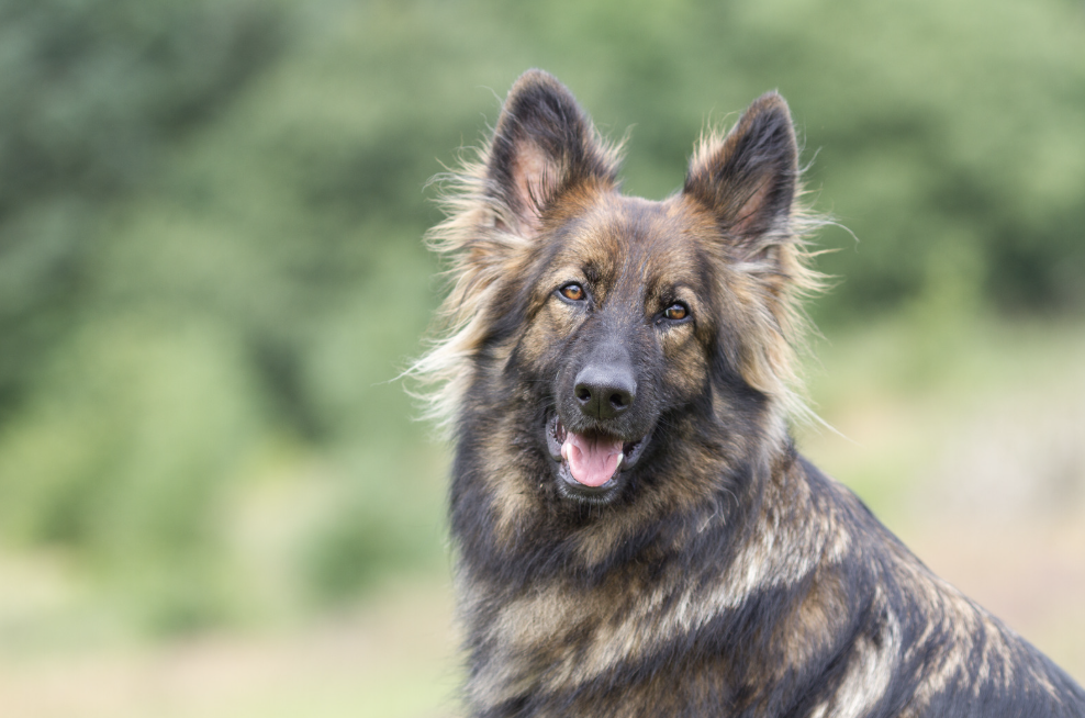 prix opération glande salivaire chien