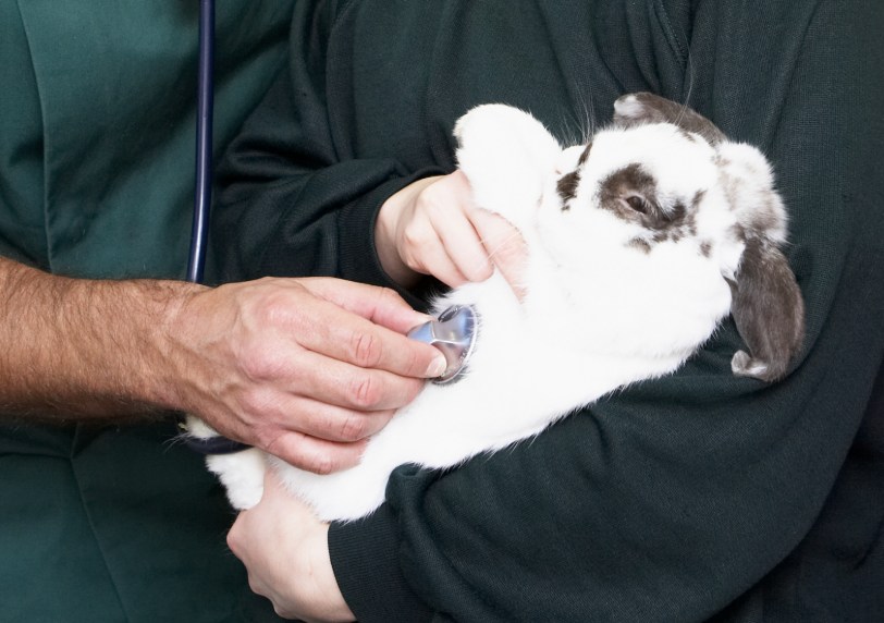 euthanasie du lapin