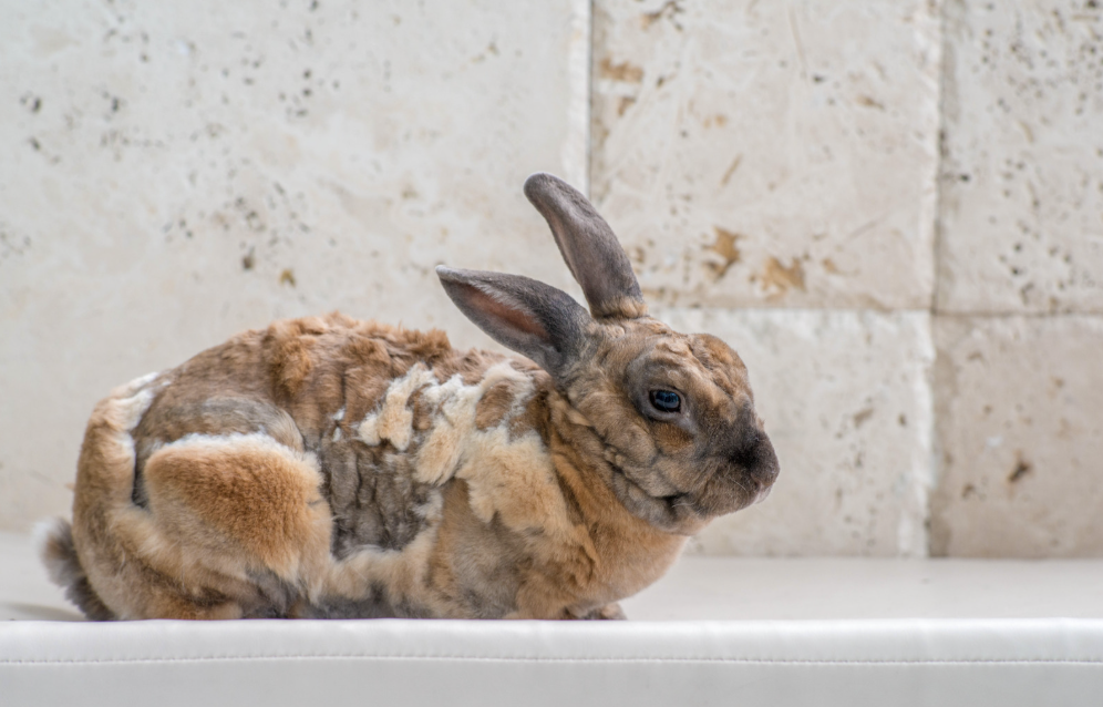 Euthanasier son lapin soi-même